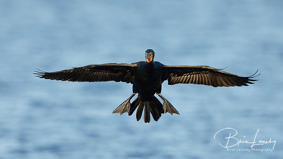 Double-crested Cormorant (Phalacrocorax auritus) preparing to la