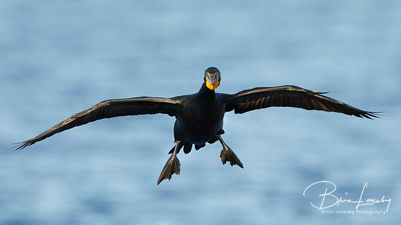 Double-crested Cormorant (Phalacrocorax auritus) preparing to la
