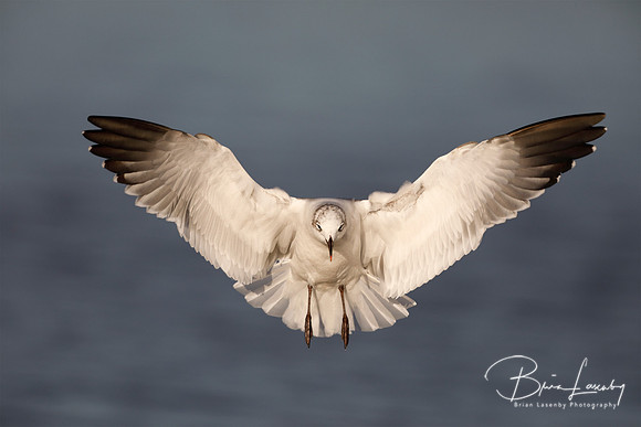 Laughing Gull - Florida