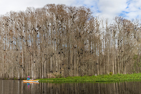 Kayaking past a large roost of vultures - Withlacoochee River - FL