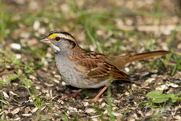 White-throated Sparrow