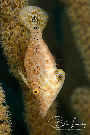 Slender Filefish hidng in a gorgonian