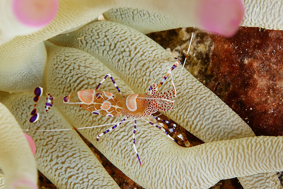 Spotted Cleaner Shrimp on a Giant Anemone - Bonaire