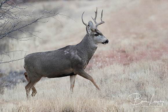Male Mule Deer  with antlers damaged from fighting
