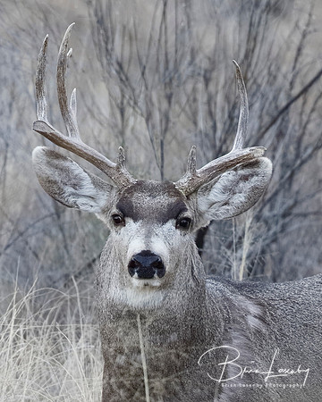 Male Mule Deer  with antlers damaged from fighting