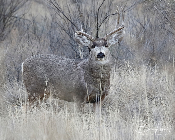 Male Mule Deer  with antlers damaged from fighting