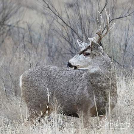 Male Mule Deer  with antlers damaged from fighting
