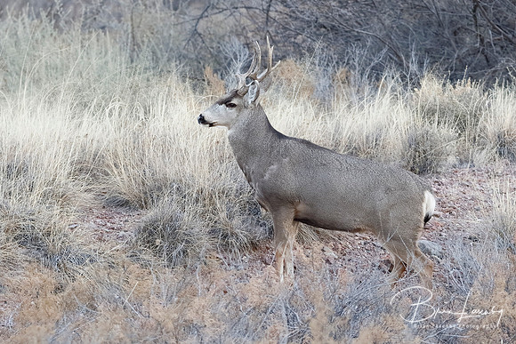 Male Mule Deer  with antlers damaged from fighting