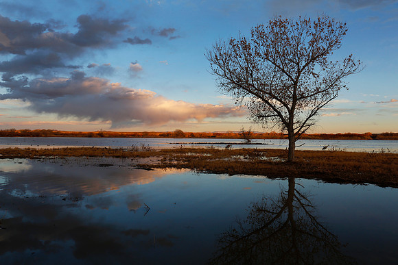 Sandhill Crane and pond at sunset - New Mexico