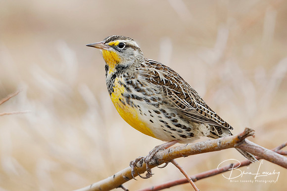 Western Meadowlark (Sturnella neglecta) - New Mexico