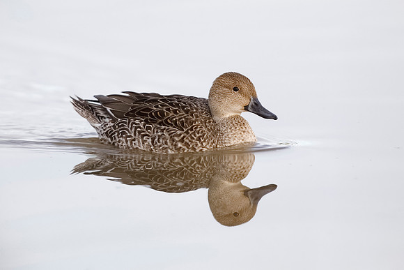 Gadwall in winter - New Mexico