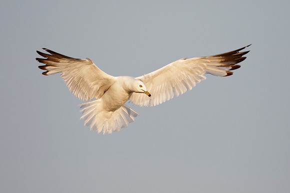 Ring-billed Gull - Grand Bend, ON