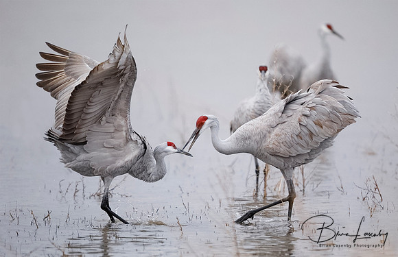 Sandhill Cranes displaying and dancing at dawn - New Mexico