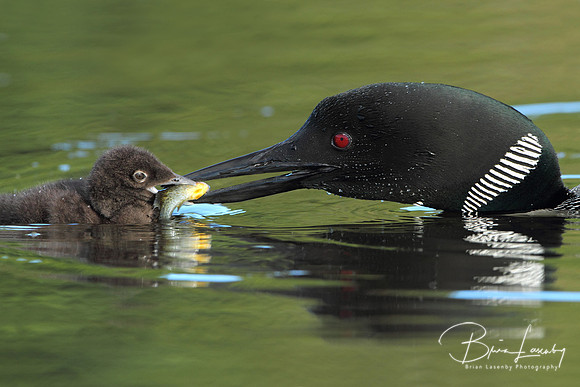 Common Loon Feeding a Sunfish to its Young Chick