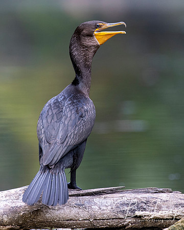 Double-crested Cormorant - Pinery Provincial Park, ON