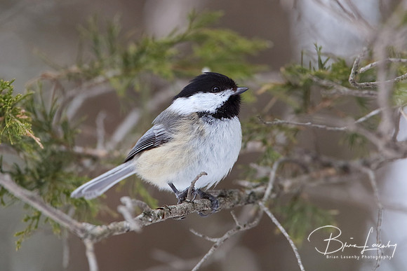 Black-capped Chickadee Perched in a Red Cedar Tree