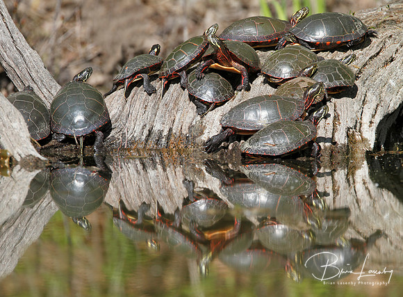 Midland Painted Turtles