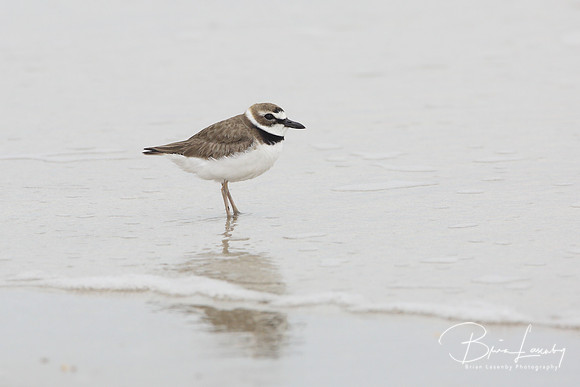 Wilson's Plover - Texas