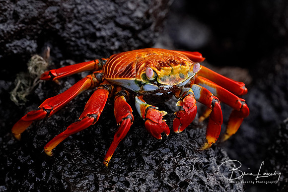 Sally Lightfoot Crab - Galapagos Islands