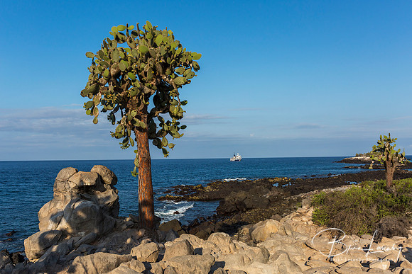 Prickly Pear Cactus Trees on South Plaza Island