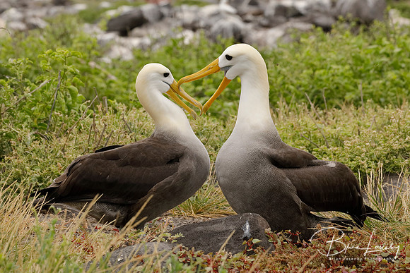 Waved Albatrosses courting