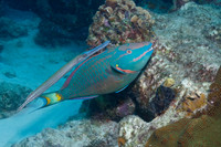 Trumpetfish shadowing a Stoplight Parrotfish - Bonaire