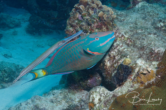 Trumpetfish shadowing a Stoplight Parrotfish - Bonaire