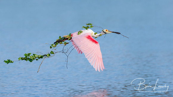 Roseate Spoonbill flying with a large branch for its nest in tow - Florida