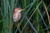 Least Bittern - Hullett Marsh
