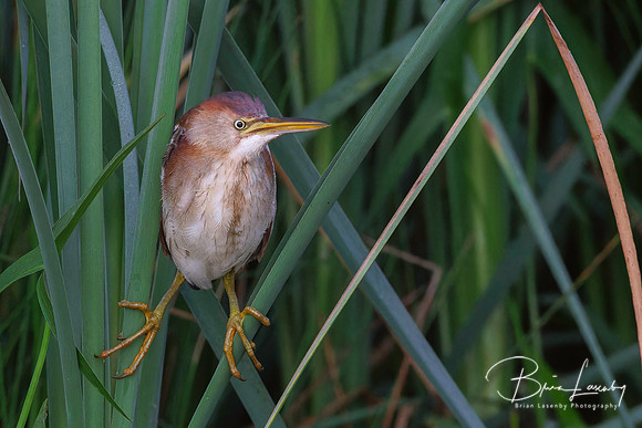 Least Bittern - Hullett Marsh