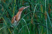 Juvenile Least Bittern - Hullett Marsh