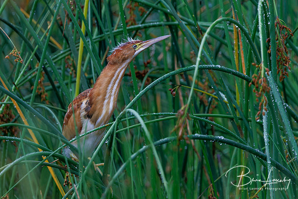 Juvenile Least Bittern - Hullett Marsh