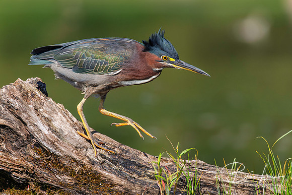 Green Heron - Huron County
