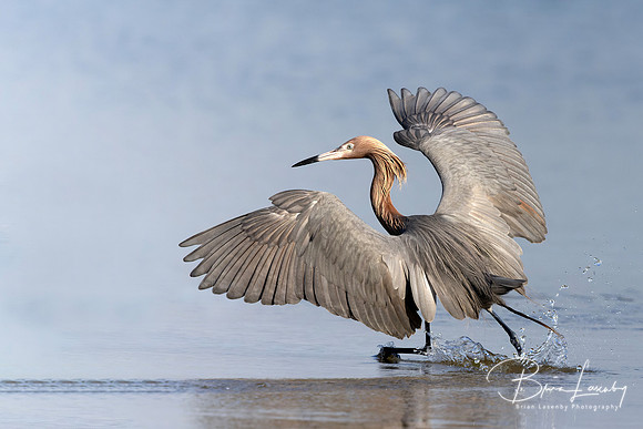 Reddish Egret "dancing" as it forages for fish in a Florida lagoont