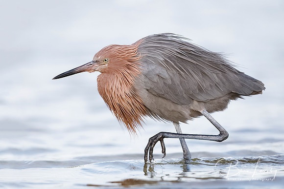Reddish Egret stalking a fish - Fort De Soto Park, Florida