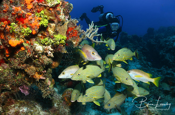 School of Grunts and Diver - Cozumel