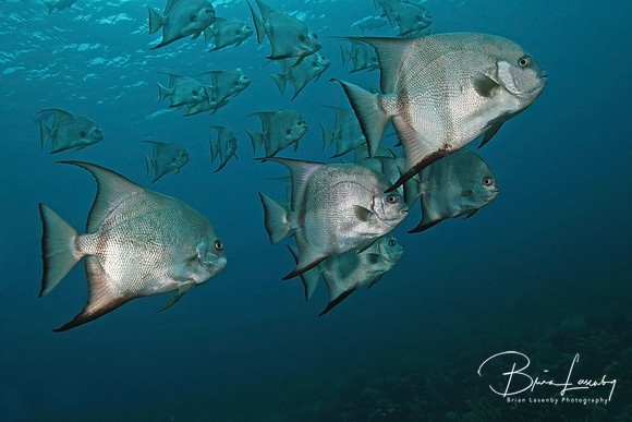 Atlantic Spadefish - Cozumel