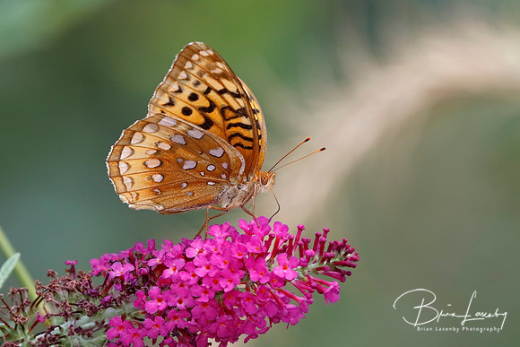 Great-spangled Fritillary on Butterfly Bush