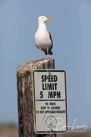 California Gull perched on a speed limit sign in Monterey