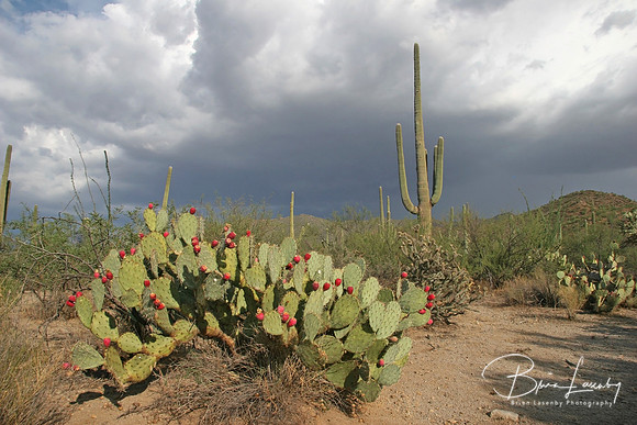 4  Stock Desert 0646