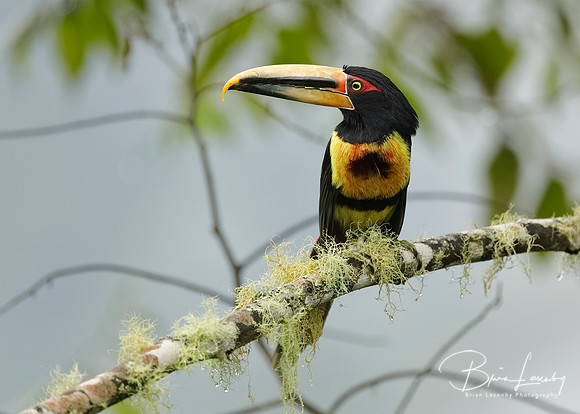 Pale-mandibled Aracari perched on a branch in a cloud forest - Gamboa, Panama