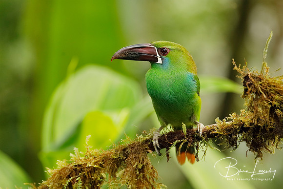 Chestnut-rumped Toucanet perched on an branch covered in epiphyt