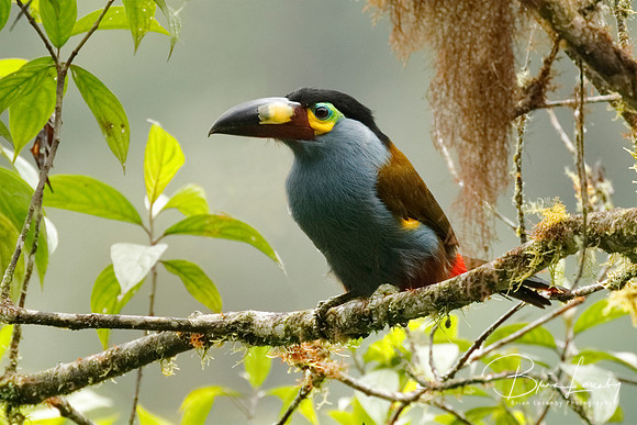 Plate-billed Mountain Toucan - Ecuador