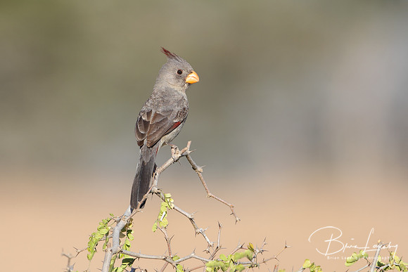 Pyrrhuloxia (Cardinalis sinuatus) - Texas