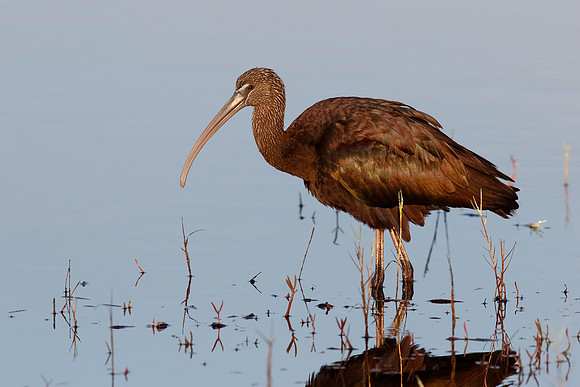 Glossy Ibis foraging in a shallow pond - Florida