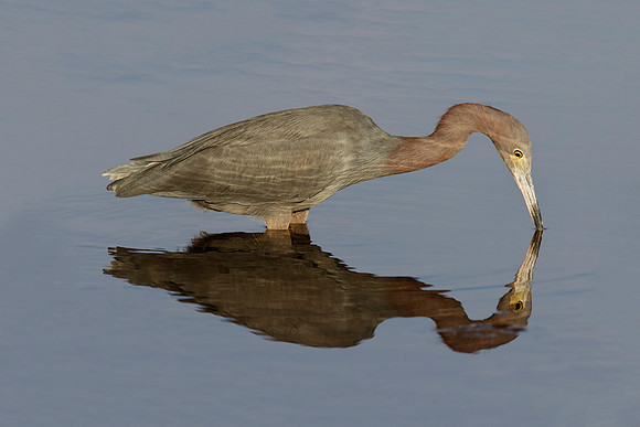 Little Blue Heron foraging in a pond - Florida