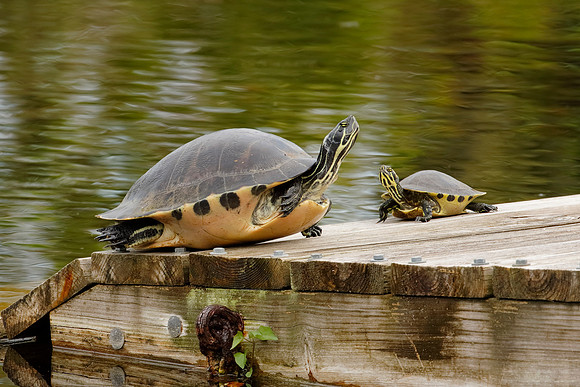 Large and small Yellow-bellied Sliders on a Florida dock