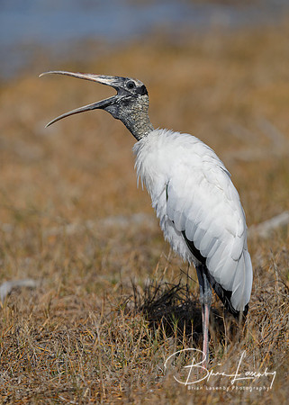 Wood Stork yawning - Fort Myers Beach, Florida