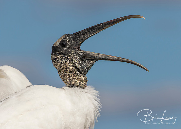 Closeup of a Wood Stork Calling - Florida
