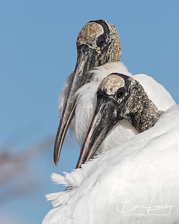 Closeup of a Pair of Wood Storks - Florida